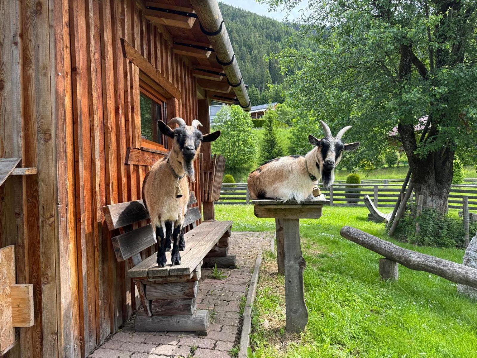 Appartements Zahnleiten Untertauern Exterior foto